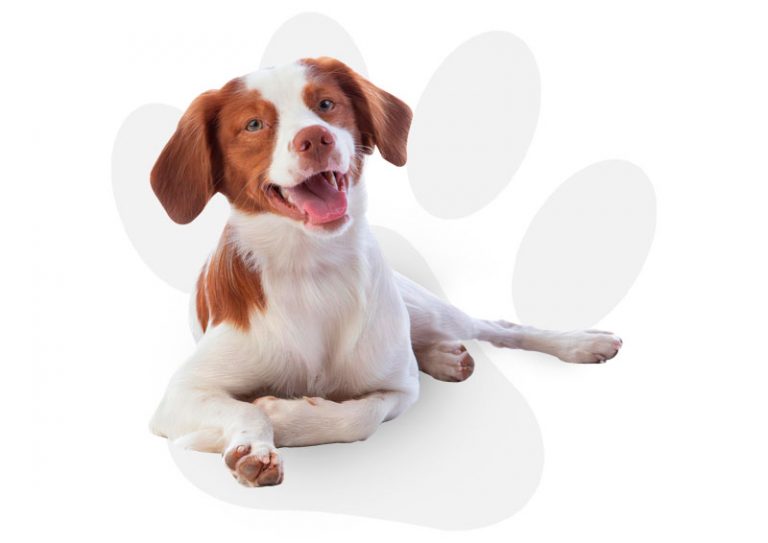 Daycare Doggie Diva's Bed Bark & Beyond