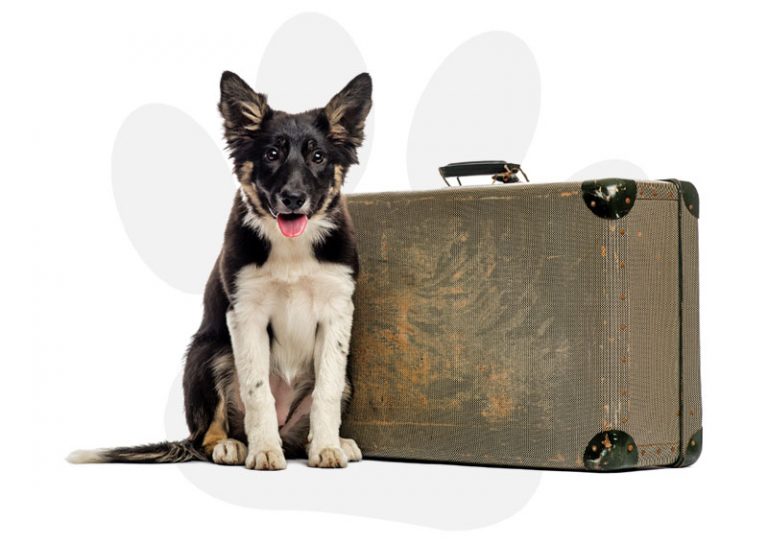 Kennels Doggie Diva's Bed Bark & Beyond