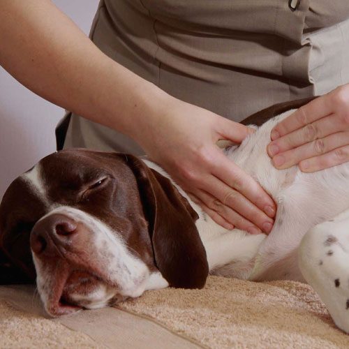 Pet Massage Therapy